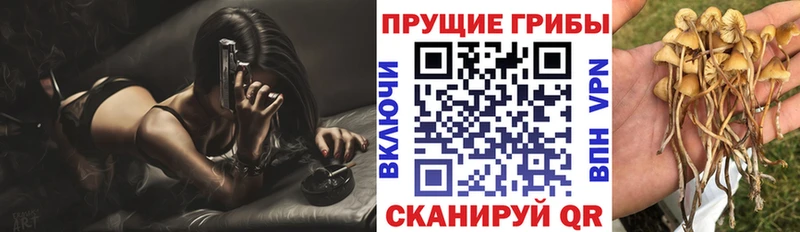 купить наркоту Звенигород Галлюциногенные грибы Psilocybe